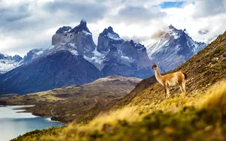 Przyroda Parku Narodowego Torres del Paine Gwanako na trawiastym zboczu nad jeziorem, z charakterystycznymi szczytami Cuernos del Paine w tle